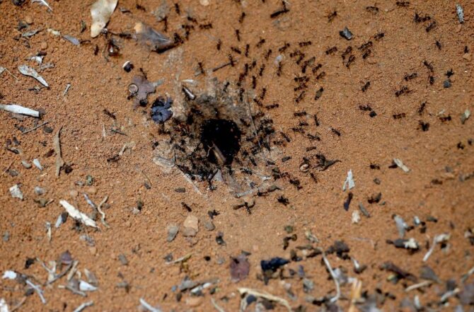 5 sinais de que sua empresa em Contagem precisa de uma descupinização urgente 5 sinais de que sua empresa em Contagem precisa de uma descupinização urgente