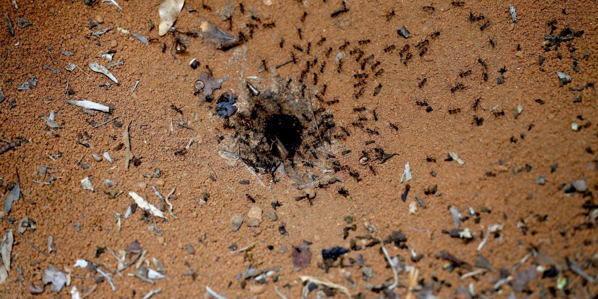 5 sinais de que sua empresa em Contagem precisa de uma descupinização urgente Descubra os sinais de alerta para infestação de cupins em galpões e escritórios.