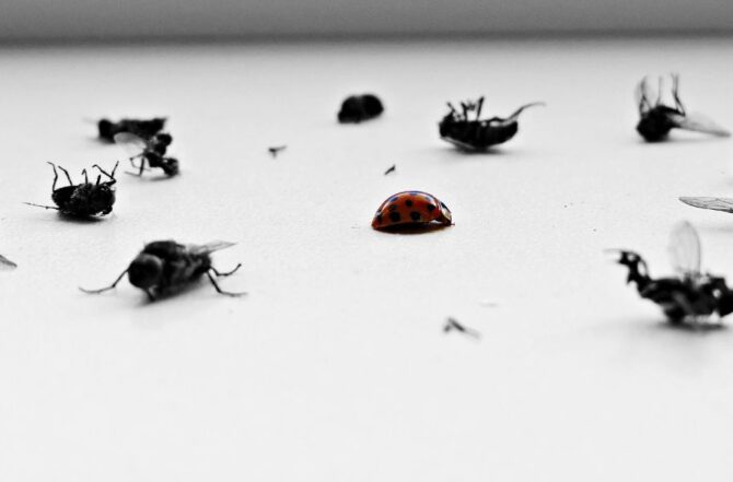 Como escolher uma dedetizadora confiável em Contagem: o que checar no alvará sanitário Como escolher uma dedetizadora confiável em Contagem: o que checar no alvará sanitário