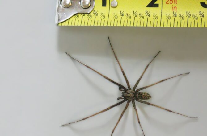 Dedetização de aranhas