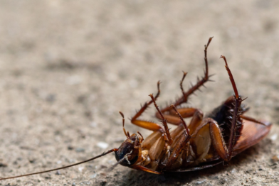 Dedetização de baratas