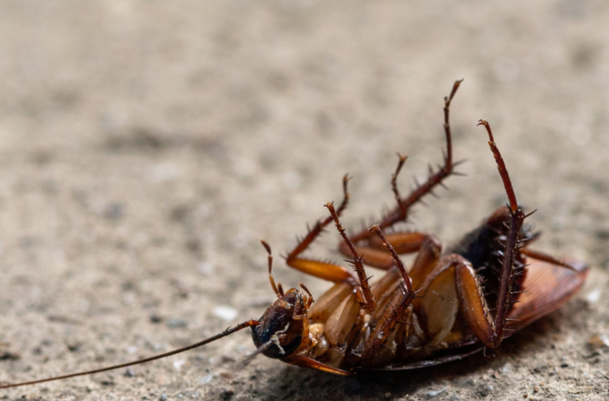 Dedetização de baratas