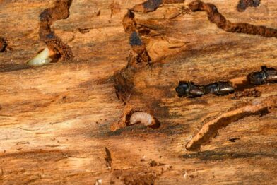 Dedetização de cupins (descupinização)