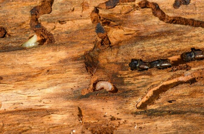 Dedetização de cupins (descupinização)