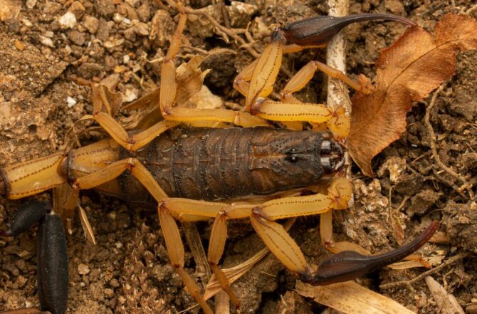 Dedetização de escorpião