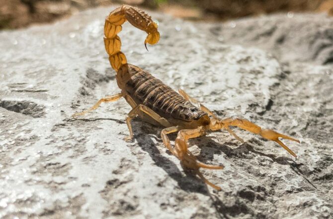 Dedetização de escorpiões: por que métodos caseiros não funcionam?