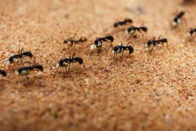 Dedetização de formigas