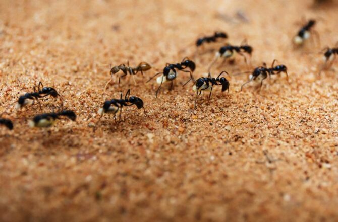 Dedetização de formigas