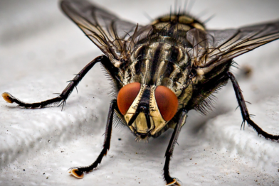 Dedetização de moscas