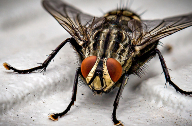 Dedetização de moscas