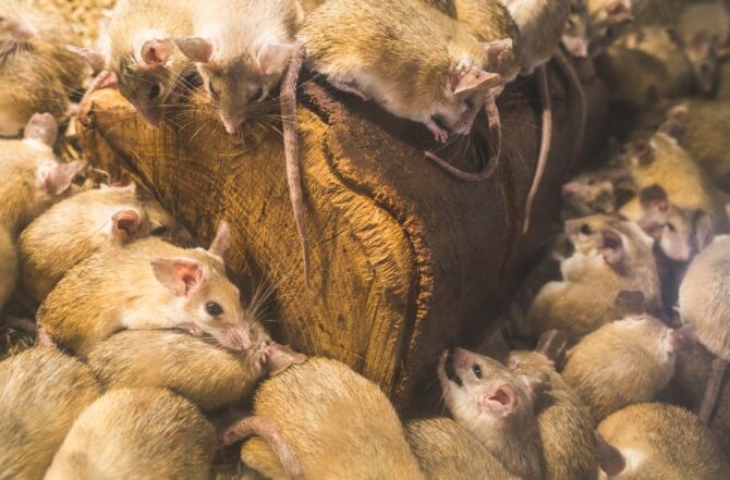 Dedetização de ratos (desratização)