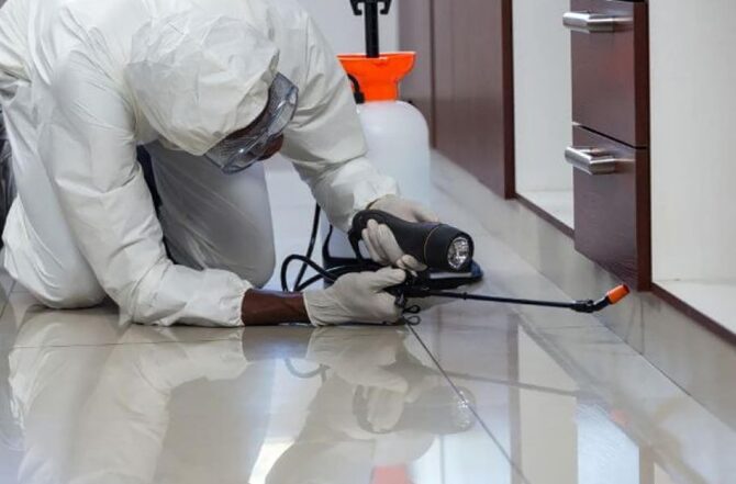 Dedetizadora no Sapucaias: A Solução Eficiente para o Controle de Pragas