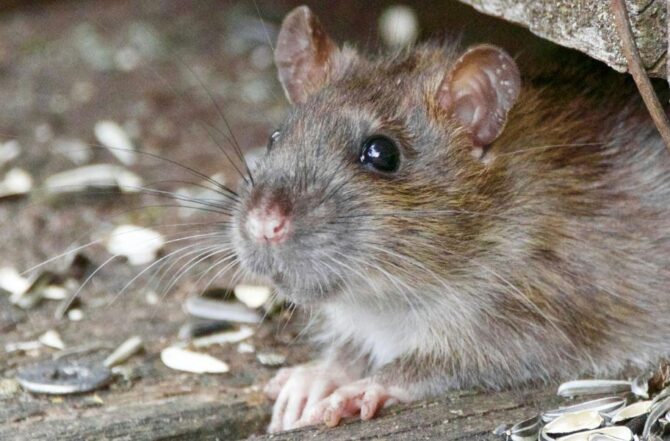 Desratização em galpões industriais no bairro Cinco (Contagem)