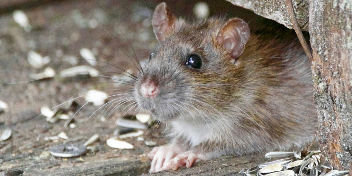 Desratização em galpões industriais no bairro Cinco (Contagem) Se o seu galpão está apresentando sinais de presença de roedores ou se você precisa de um laudo técnico para conformidade e auditorias, não espere o pior acontecer!