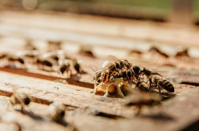 Melhor Dedetizadora de Cupins em Contagem: Garantia por escrito Melhor Dedetizadora de Cupins em Contagem: Garantia por escrito