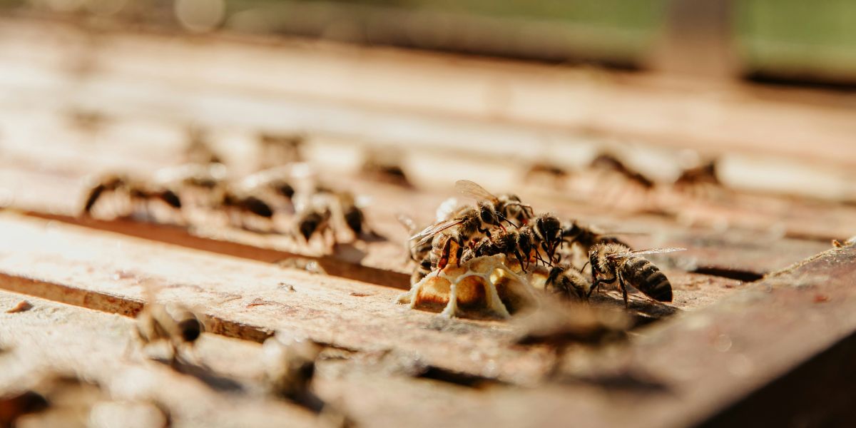 Melhor Dedetizadora de Cupins em Contagem: Garantia por escrito Sua estrutura está em perigo? Não espere o pozinho virar um prejuízo estrutural.